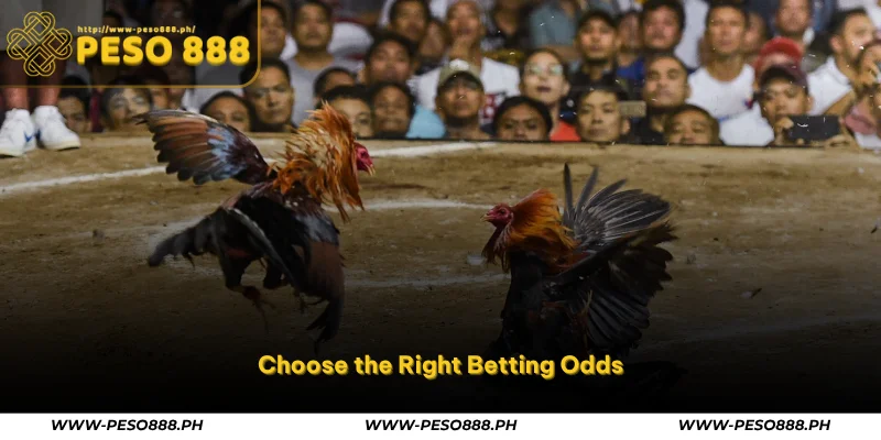 Sabong Betting Tips – Smart Online Cockfight Guide at Peso888 2 choose the right betting odds