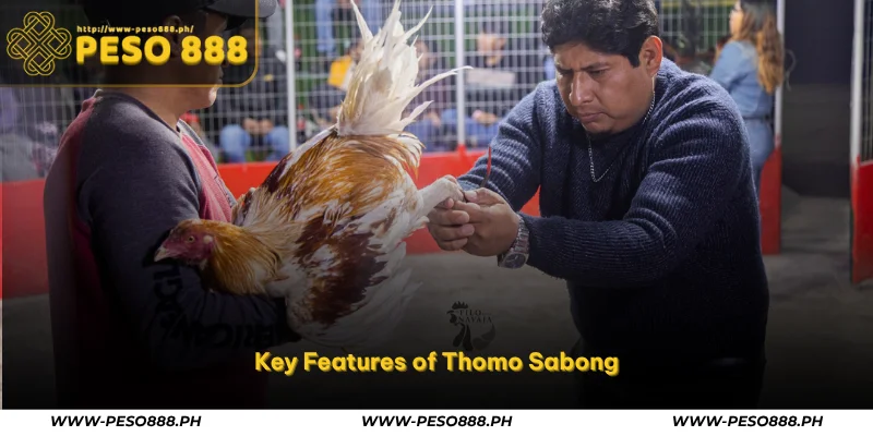 Thomo Sabong – Watch Live Cockfights from Cambodia at Peso888 2 key features of thomo sabong