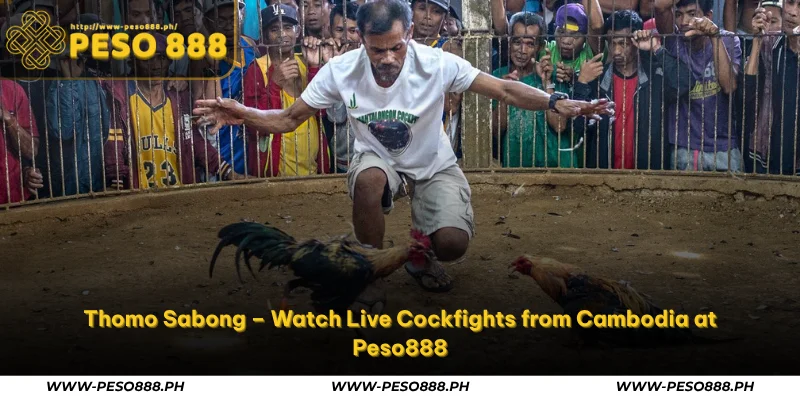 thomo sabong