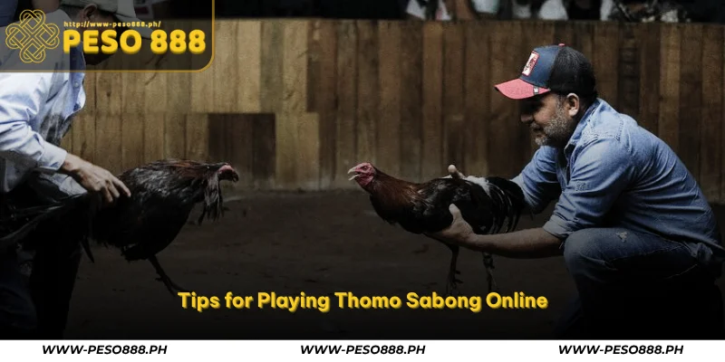 Thomo Sabong – Watch Live Cockfights from Cambodia at Peso888 3 tips for playing thomo sabong online